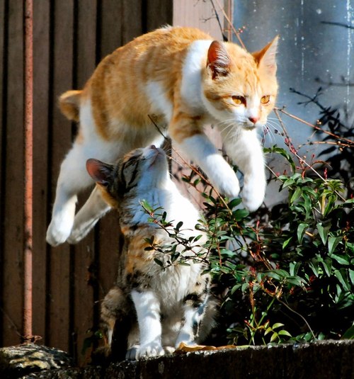やっぱり可愛い猫の画像