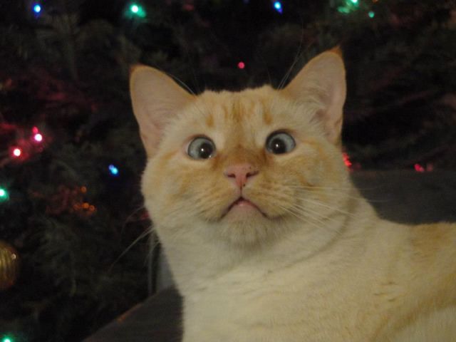 見ていると幸せになれる可愛い動物たちの写真