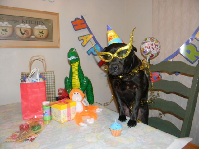 可愛すぎて一緒に笑っちゃう動物たちの写真