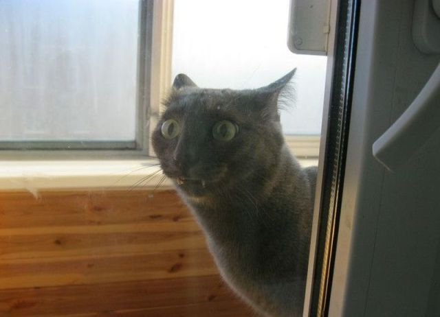 本当に可愛い表情をした動物たちの写真