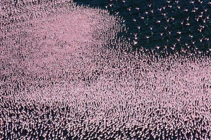 フラミンゴが大群すぎてワロタｗｗｗ写真