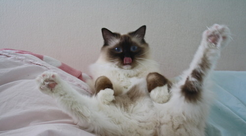とにかく魅力的な猫の写真