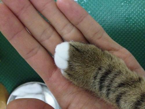 猫の手