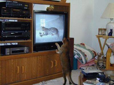 犬や猫が立ち上がっている可愛い写真