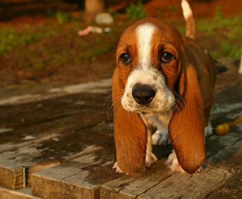 犬がちょっと寂しそうな顔をしている写真