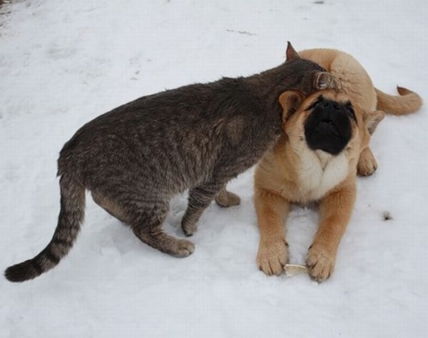 犬と猫が仲良しの可愛い写真