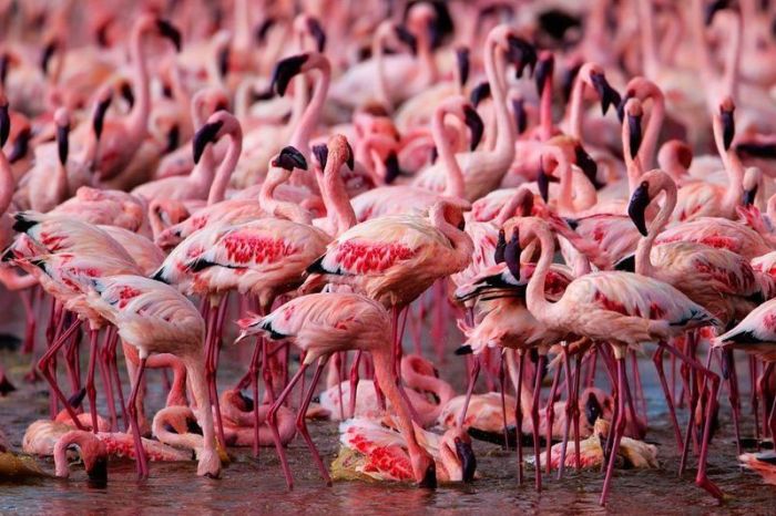 フラミンゴが大群すぎてワロタｗｗｗ写真