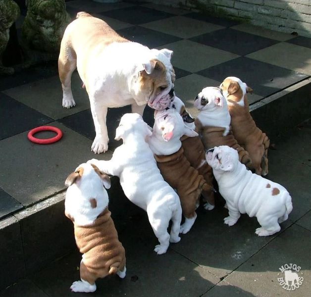 たまらないほど可愛い動物の写真