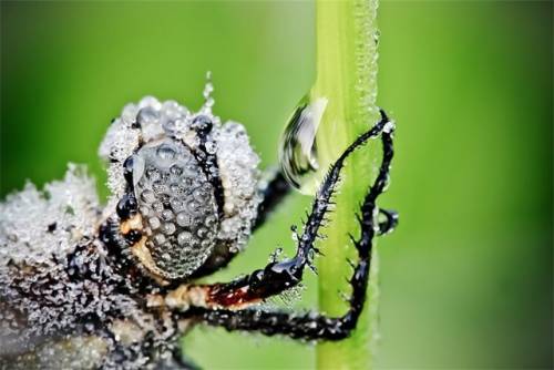 キラキラと輝くトンボの写真