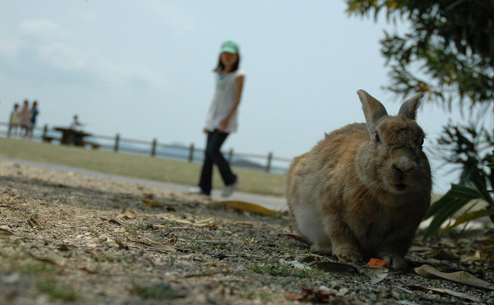 うさぎの天国になってる「大久野島」 