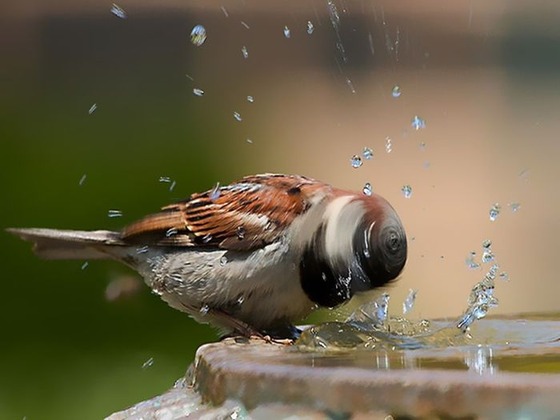 良くこんな画像を撮影したなという動物の写真