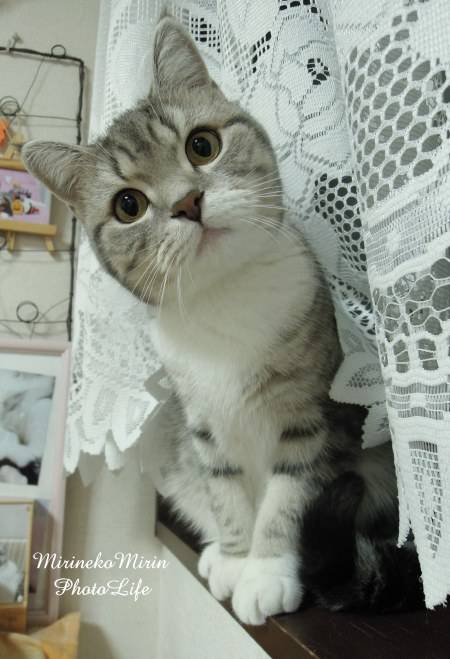 猫につられて首を傾けたら負け！