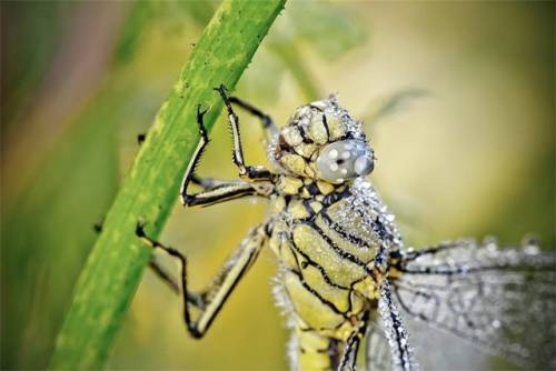 キラキラと輝くトンボの写真