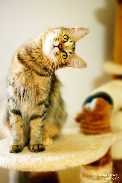 猫につられて首を傾けたら負け！