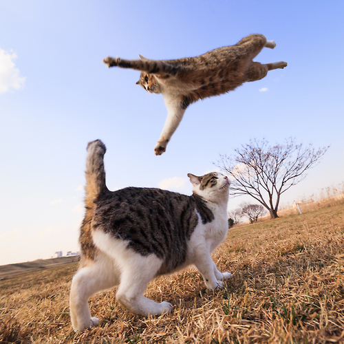 本当に可愛すぎる猫の画像