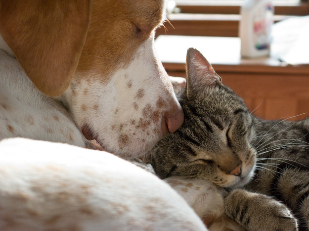 犬と猫が仲良しの可愛い写真