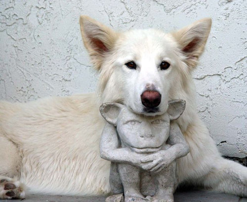 動物たちが何かコスプレで変身した姿の写真