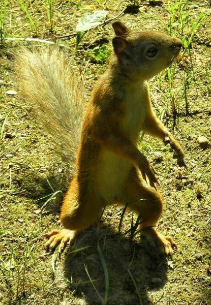元気になれる動物の画像
