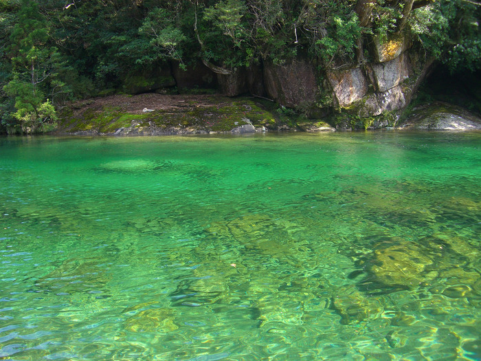 神秘的な屋久島の自然の写真
