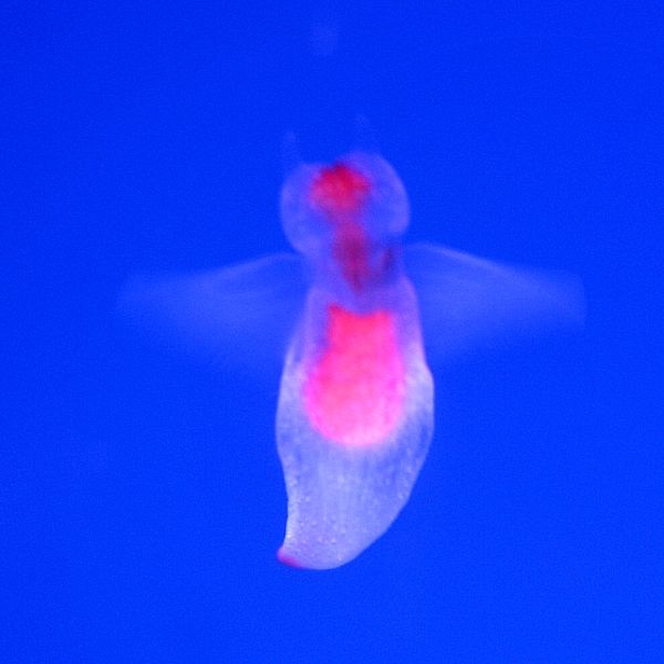 ちょこっとブサイクだけど愛嬌があって美しい魚の写真