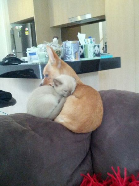 動物たちの本当に可愛らしい写真