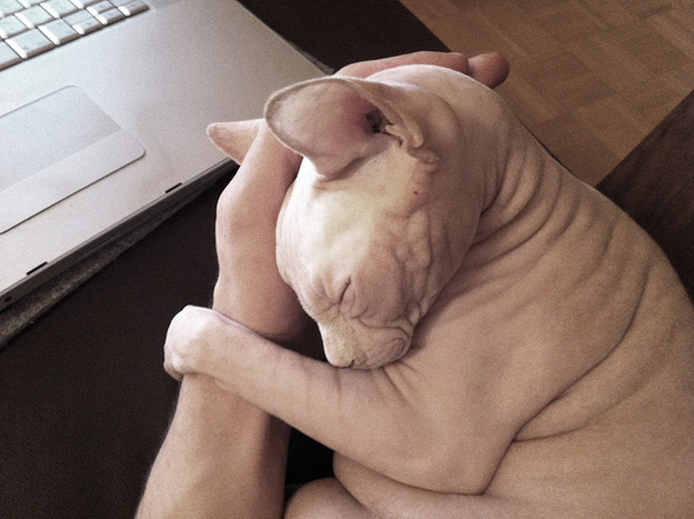 毛のない猫も結構可愛い写真