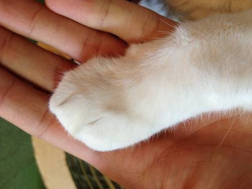 猫の手