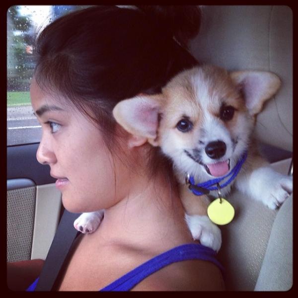 コーギー犬が本当に可愛すぎる写真