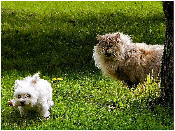 本当は仲良し？犬と猫が喧嘩している写真