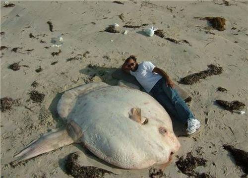 マジで驚く巨大生物の画像