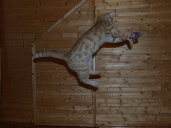 空中を飛行する可愛い猫たちの写真