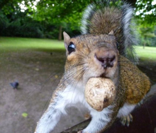 正面ドアップな動物たちの写真