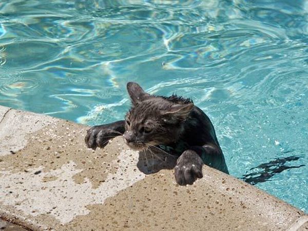 猫は水が苦手は嘘？？水泳を楽しんでいるかもしれない可愛い猫達の写真