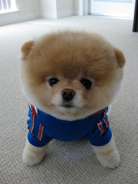 世界一可愛い子犬のBoo