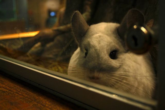 見ていると幸せになれる可愛い動物たちの写真