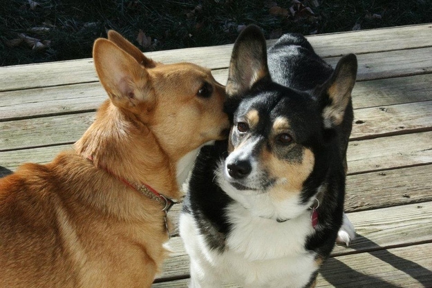 胴長のコーギー犬