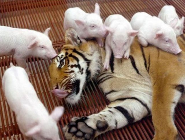 ちょっと可愛すぎる動物たちの写真