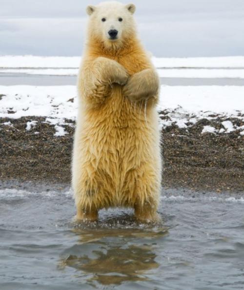 踊る自然のホッキョクグマの写真