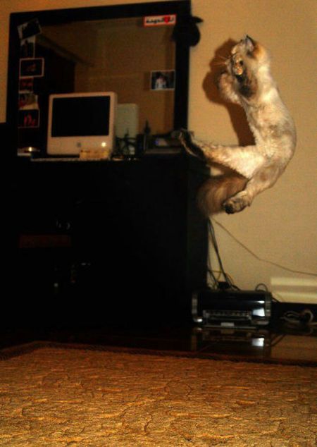 空中を飛行する可愛い猫たちの写真