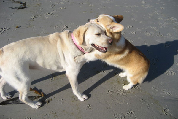 胴長のコーギー犬