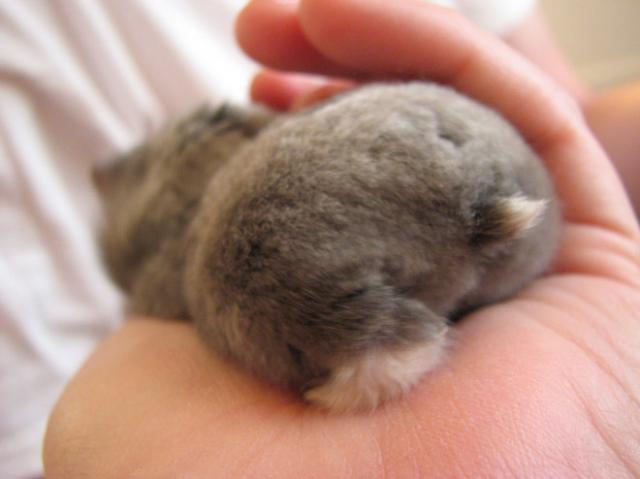 ハムスターのお尻（ハムケツ）は、本当に可愛すぎる写真