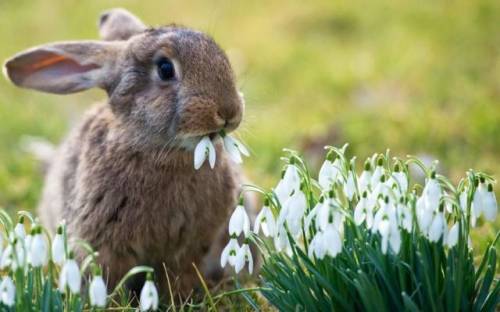 かわいい動物の画像