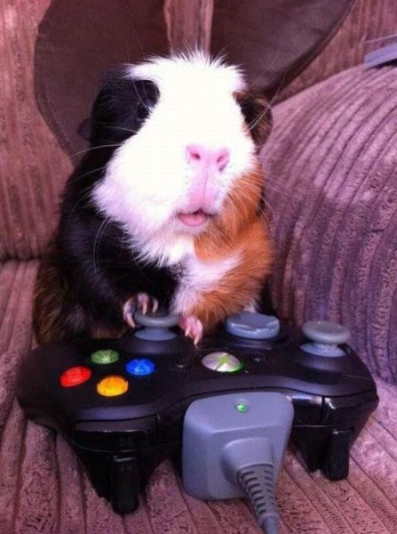 ふかふかした可愛すぎる動物画像