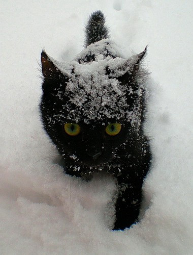 可愛すぎる猫たちの写真