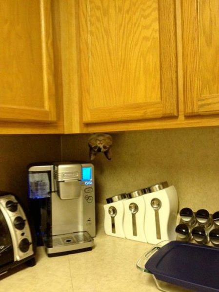 猫や犬の視線を感じる画像