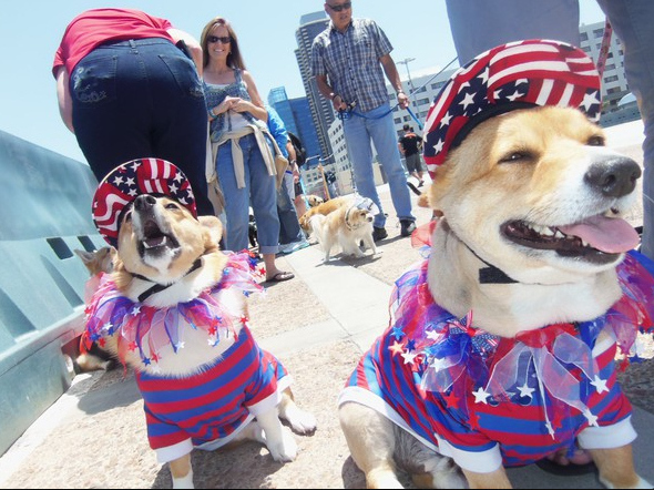 コーギーは幸せそうでかわいいよねと思う写真
