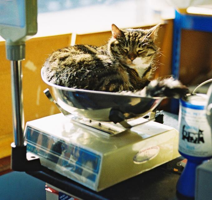 まるで液体のようなネコの写真