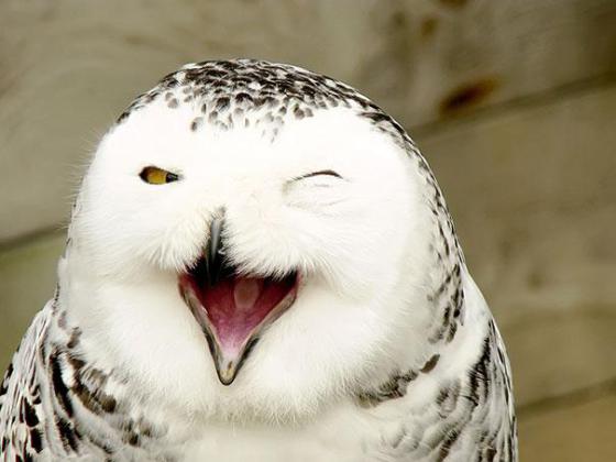 幸せそうに笑いすぎ！ニッコリ笑顔の動物たちの写真