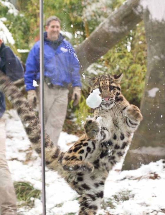 雪と戯れるヒョウの写真