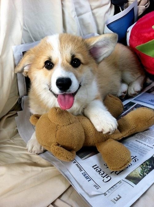 コーギーは幸せそうでかわいいよねと思う写真